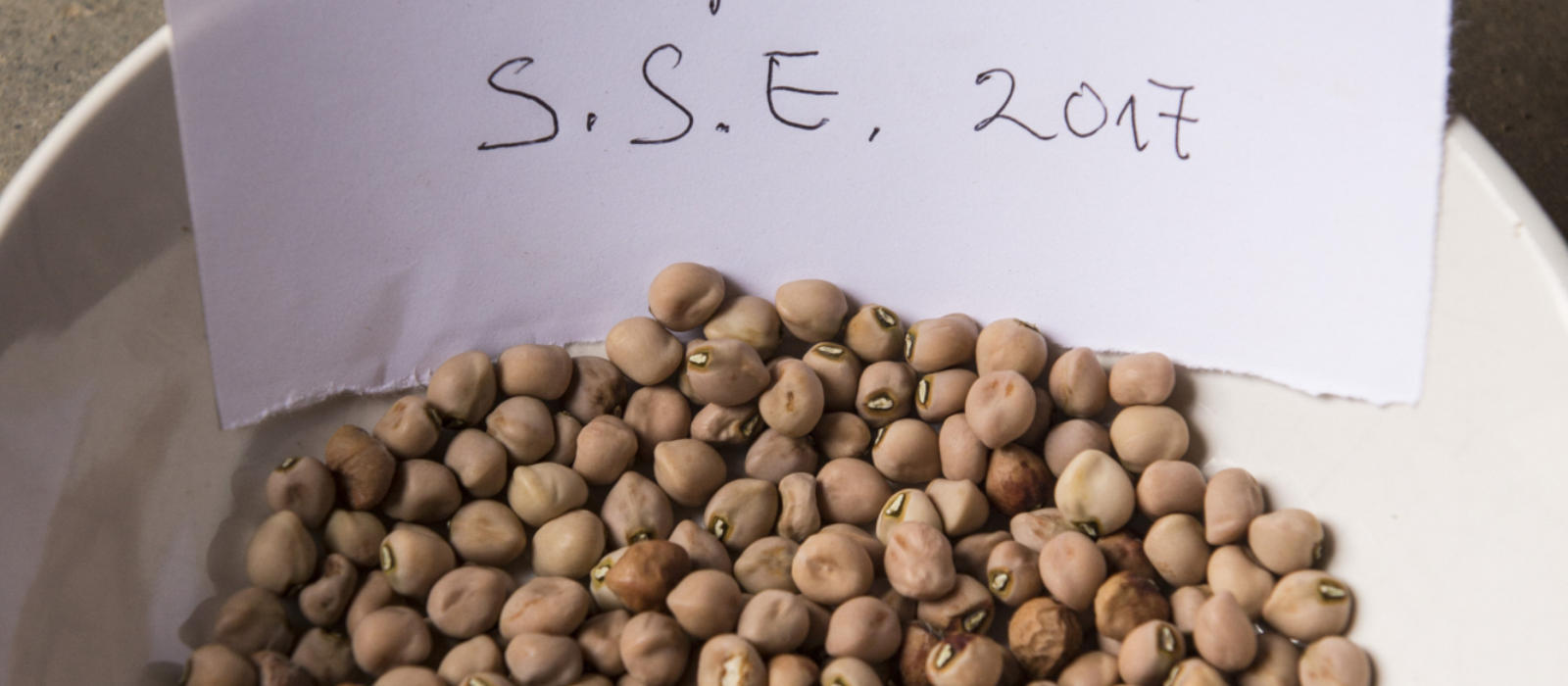 A Close Call - The Maupin Pea