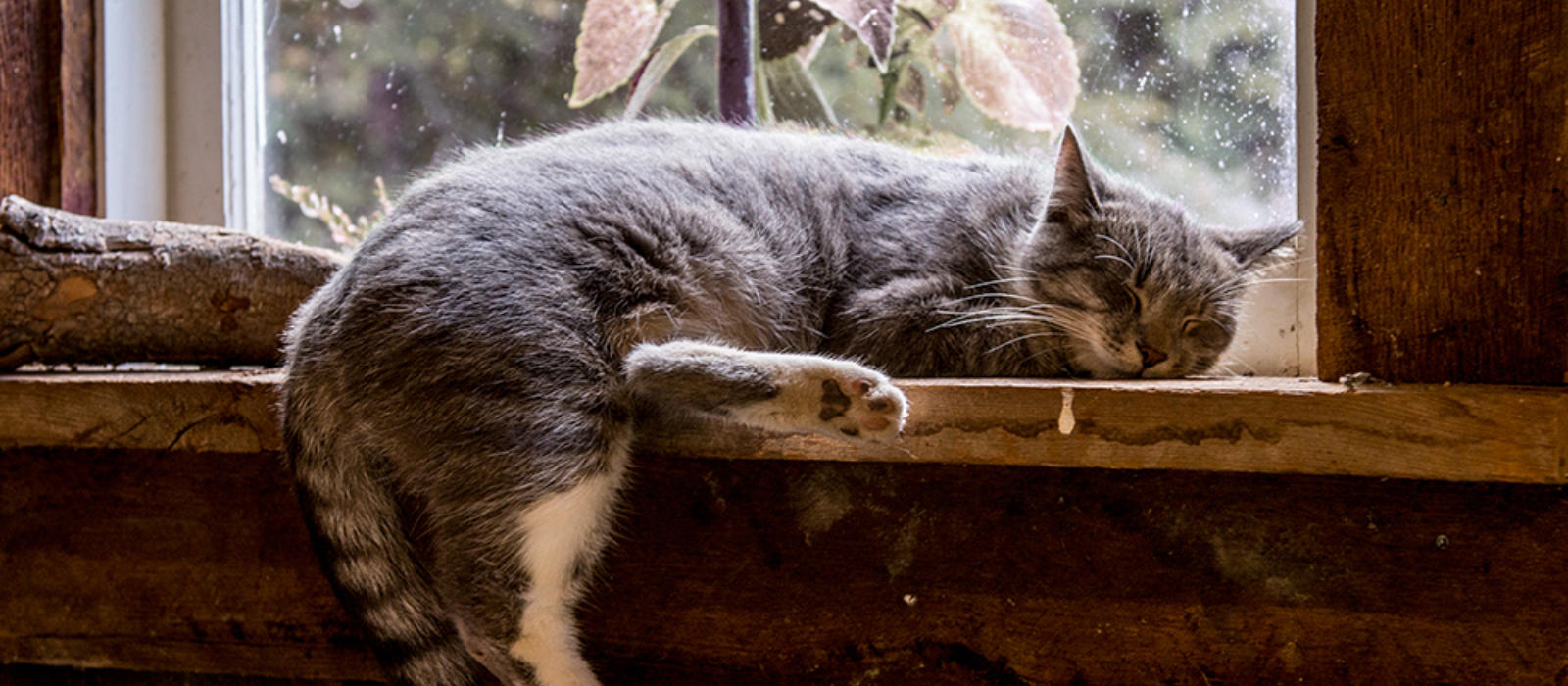 Winter in the Garden Shed