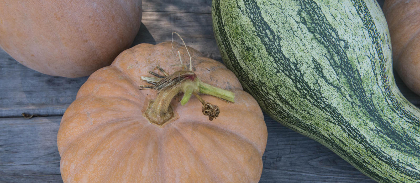 Fall Pumpkins for the Kitchen