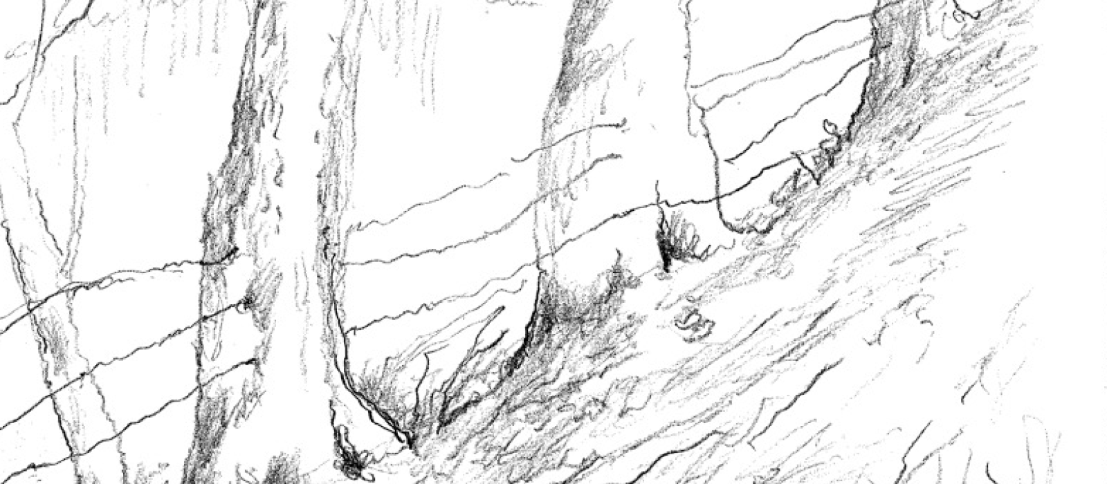 Forgotten Fencerows