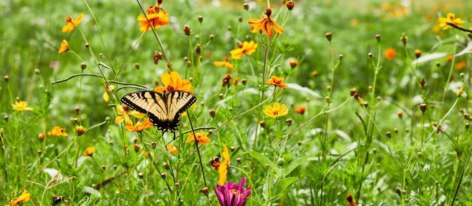 Blackberry Mountain Wildflower Guide