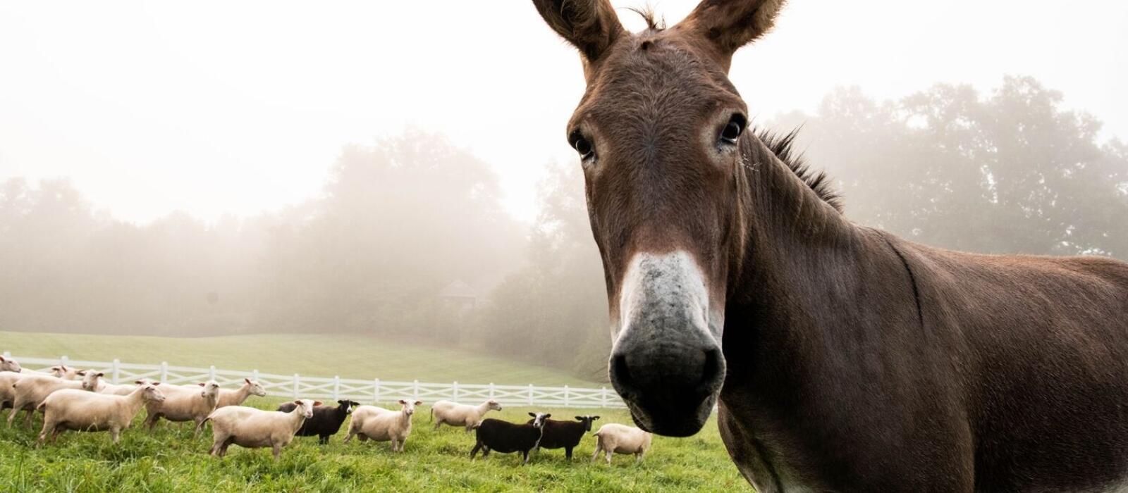 Farm Animal Fun Facts