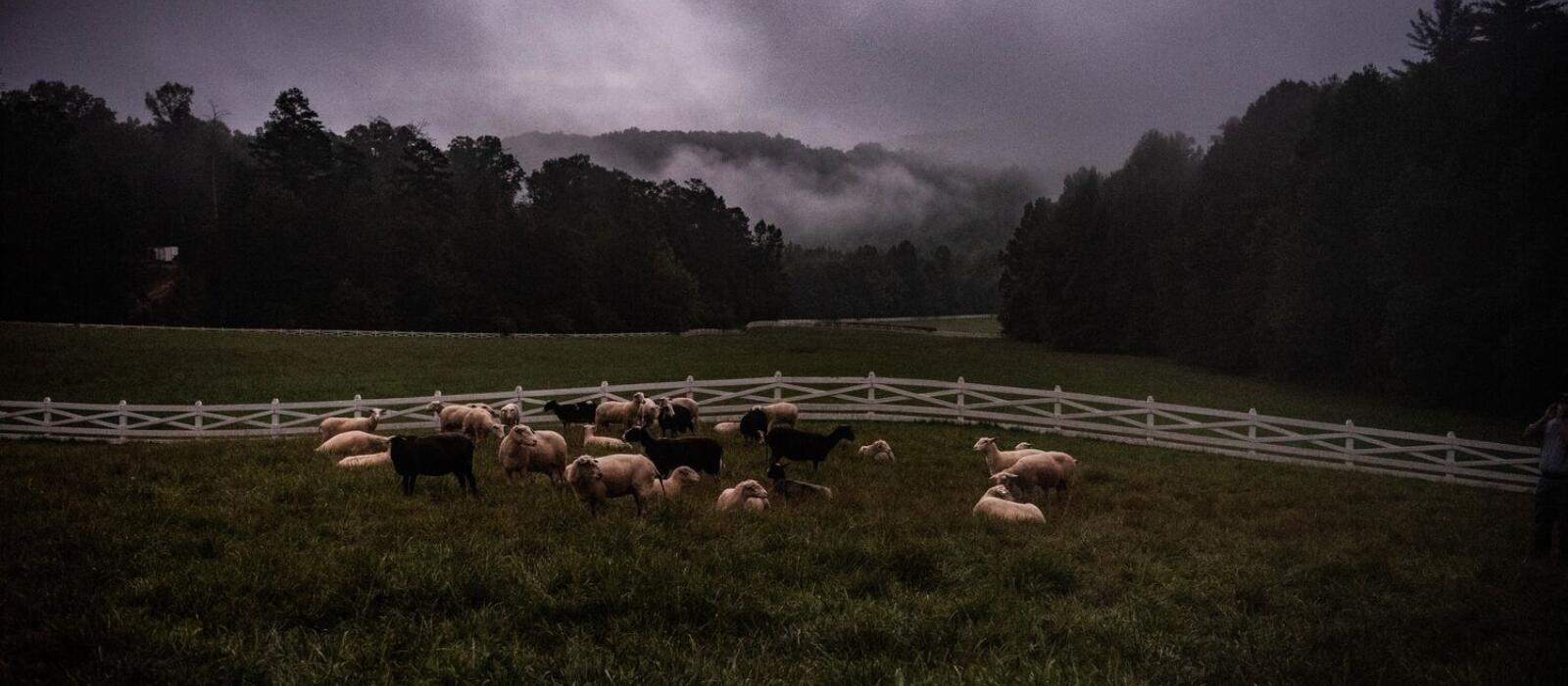 Early Mornings on the Farm