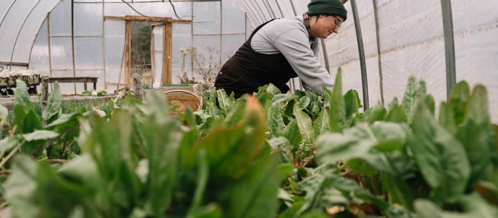 Winter in the Blackberry Farm Garden