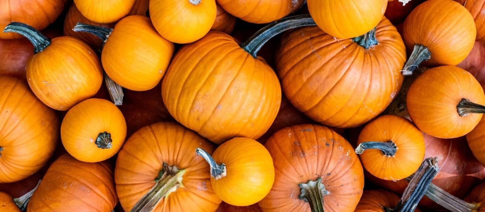 Passionate About Pumpkins