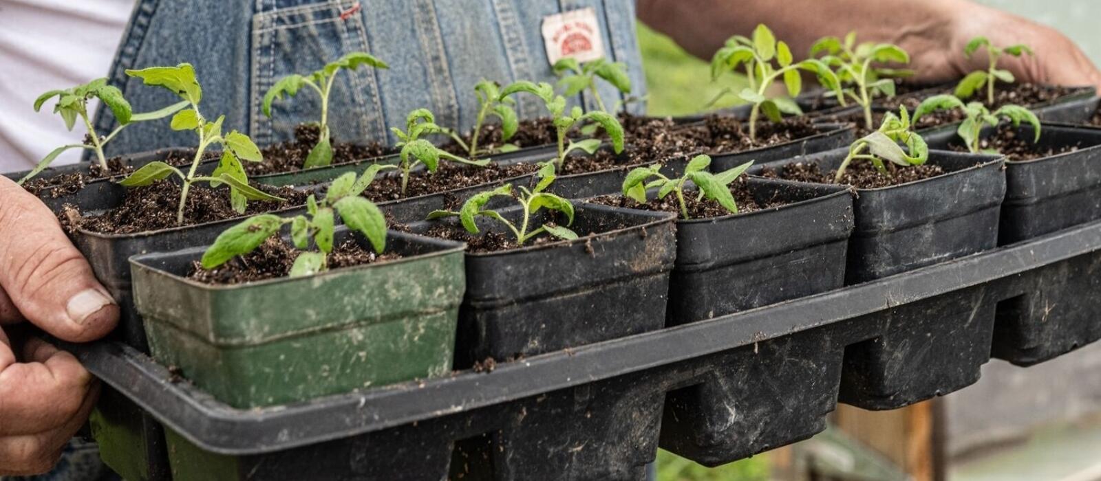 How to Start Your Homesteading Journey