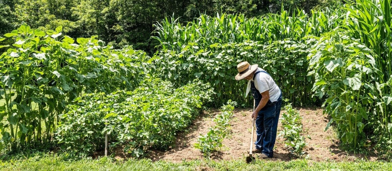 Prepping Tobacco Beds