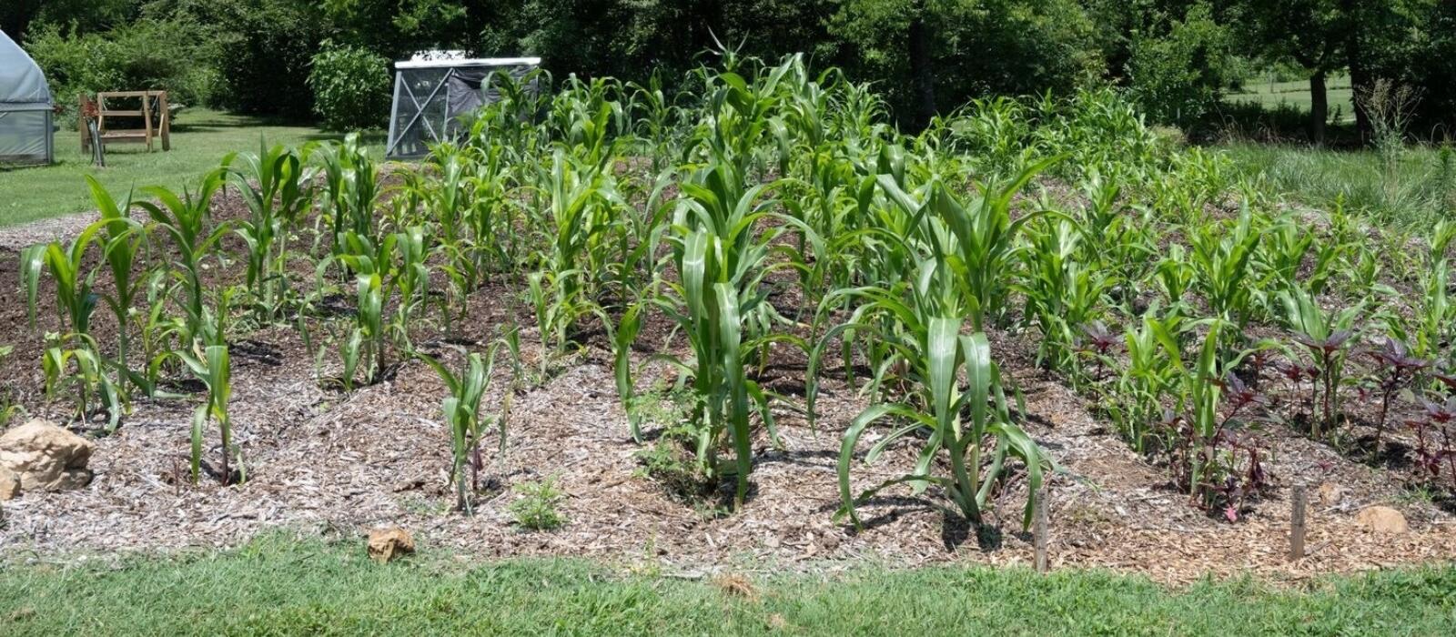 Mountain Tucked Corn