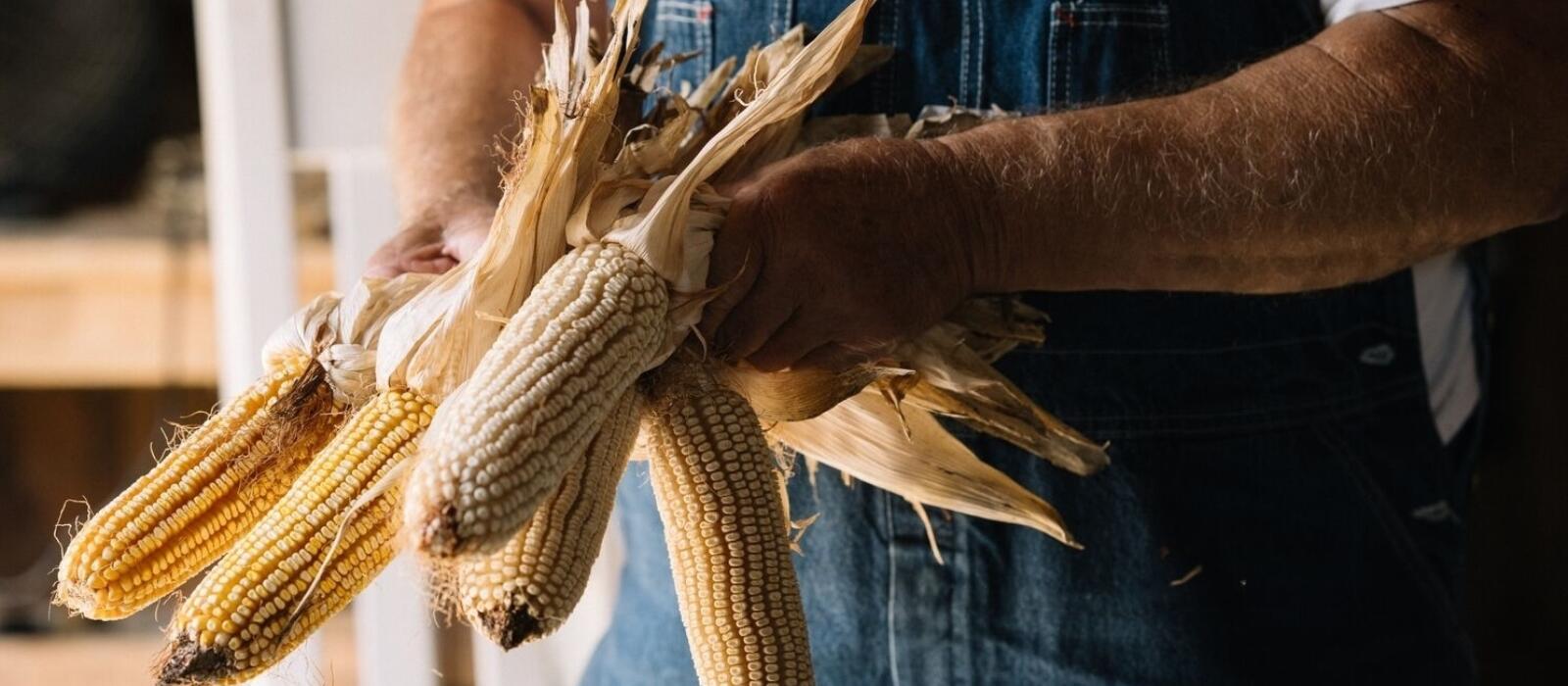 Shoepeg Milling Corn and Kentucky Field Pumpkins
