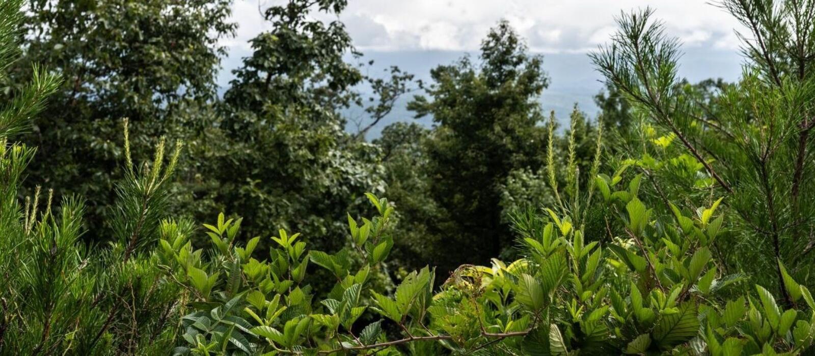 Thriving Through Fire