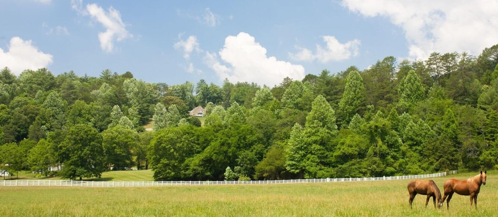 Adventure With a Horse