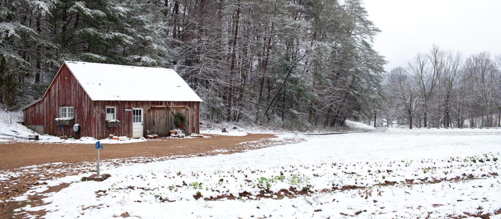 A Winter’s Day in Our Garden Shed