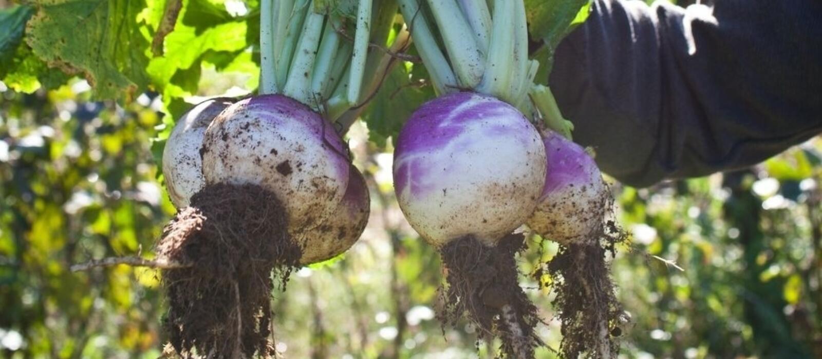 Fall Turnips