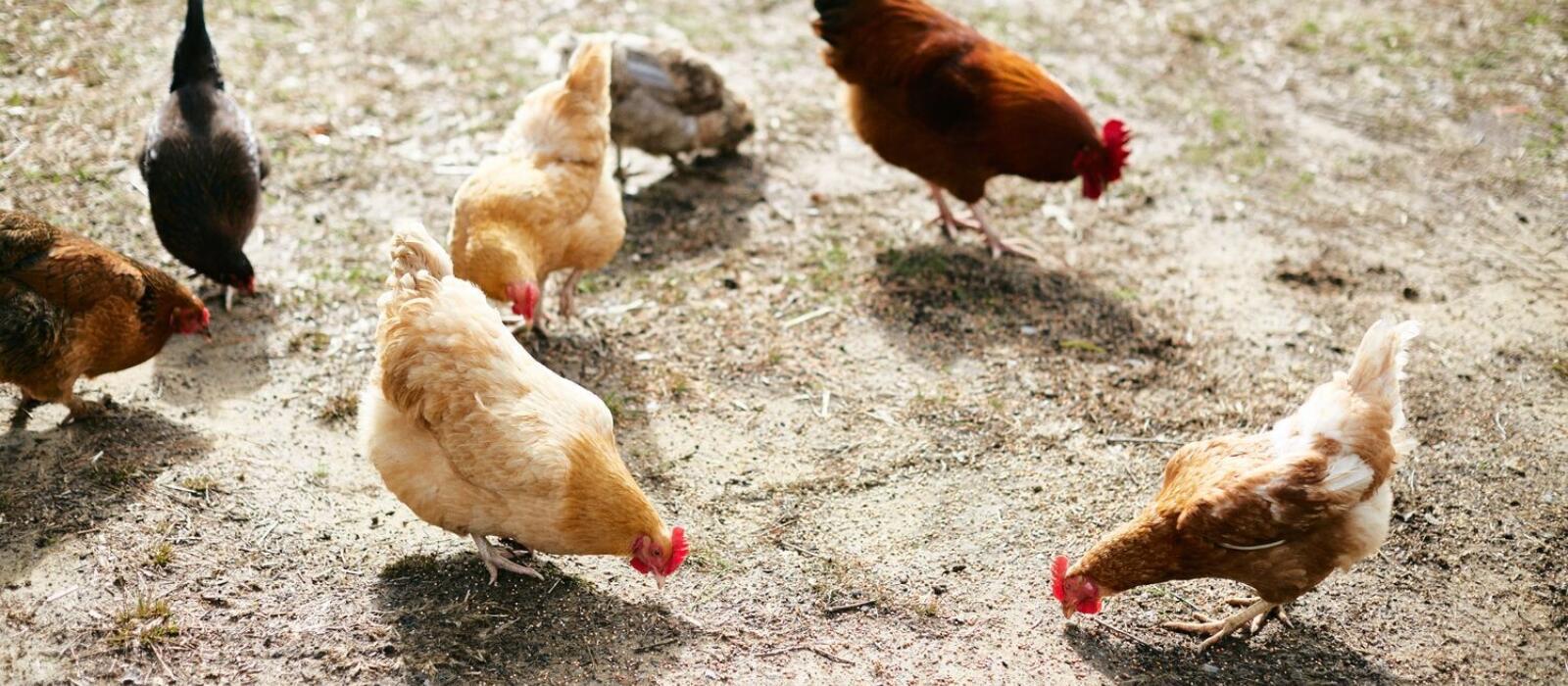 Feathered Friends of the Farmstead