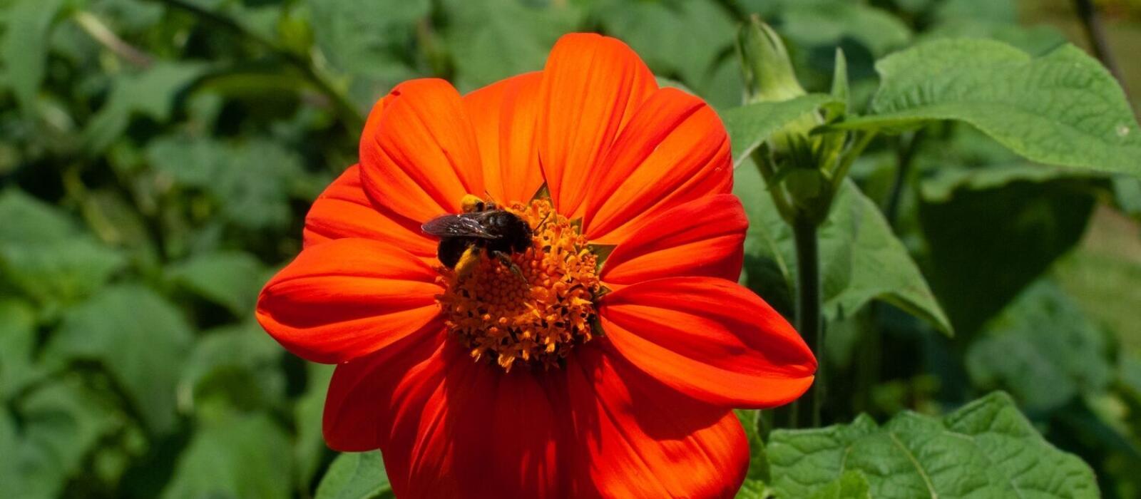 Blackberry Loves Bees