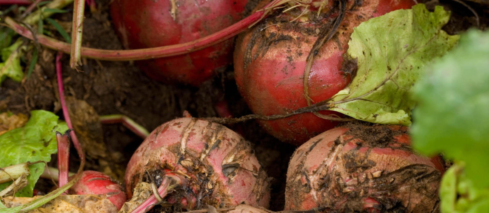 Onions from Beginning to End