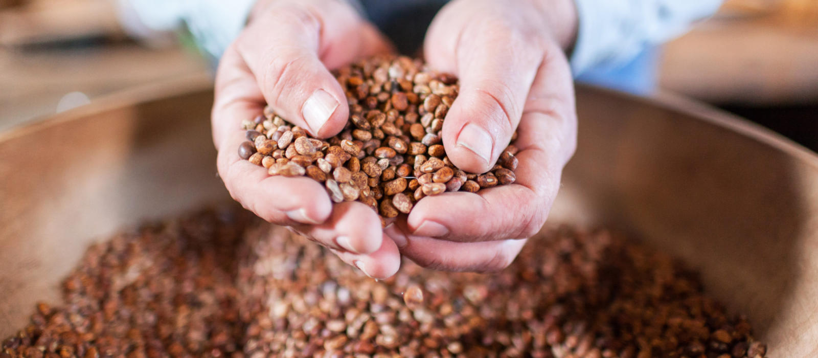 Which Beans to Plant