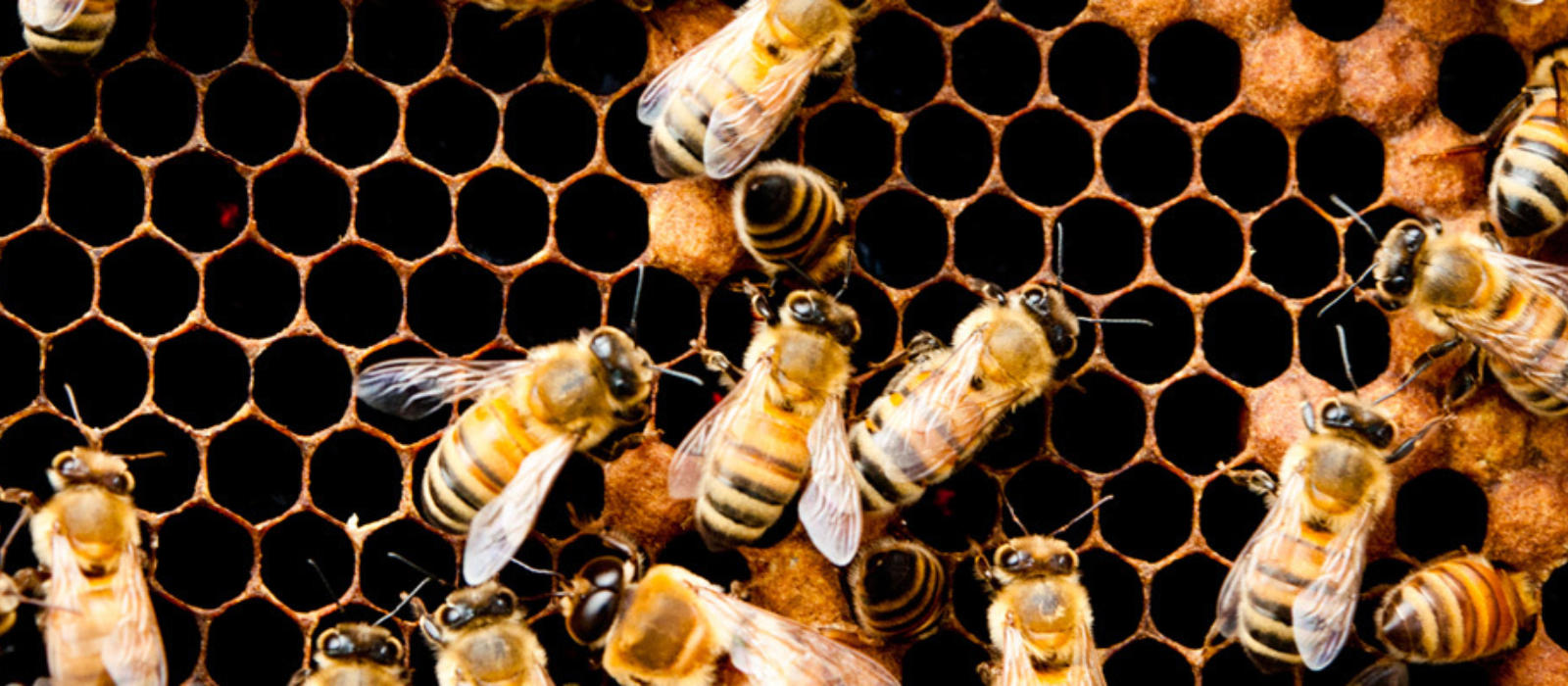 New Bees are Buzzing