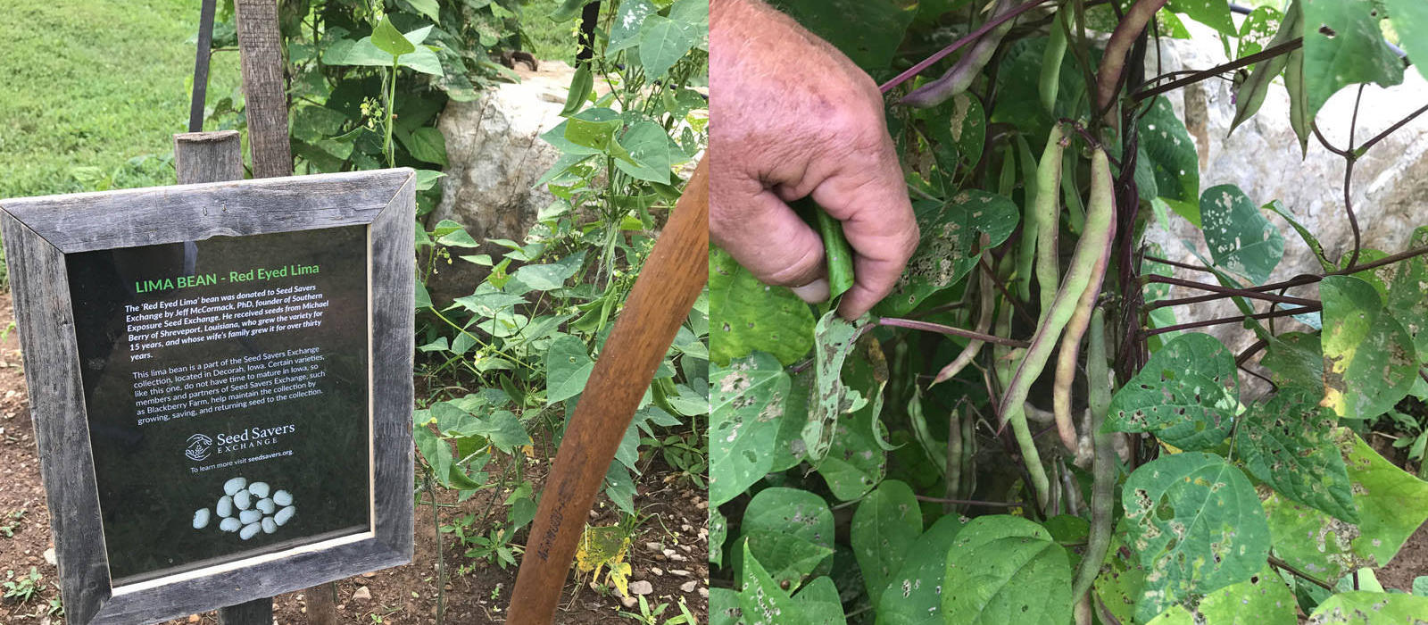Seed Saving at Blackberry Farm