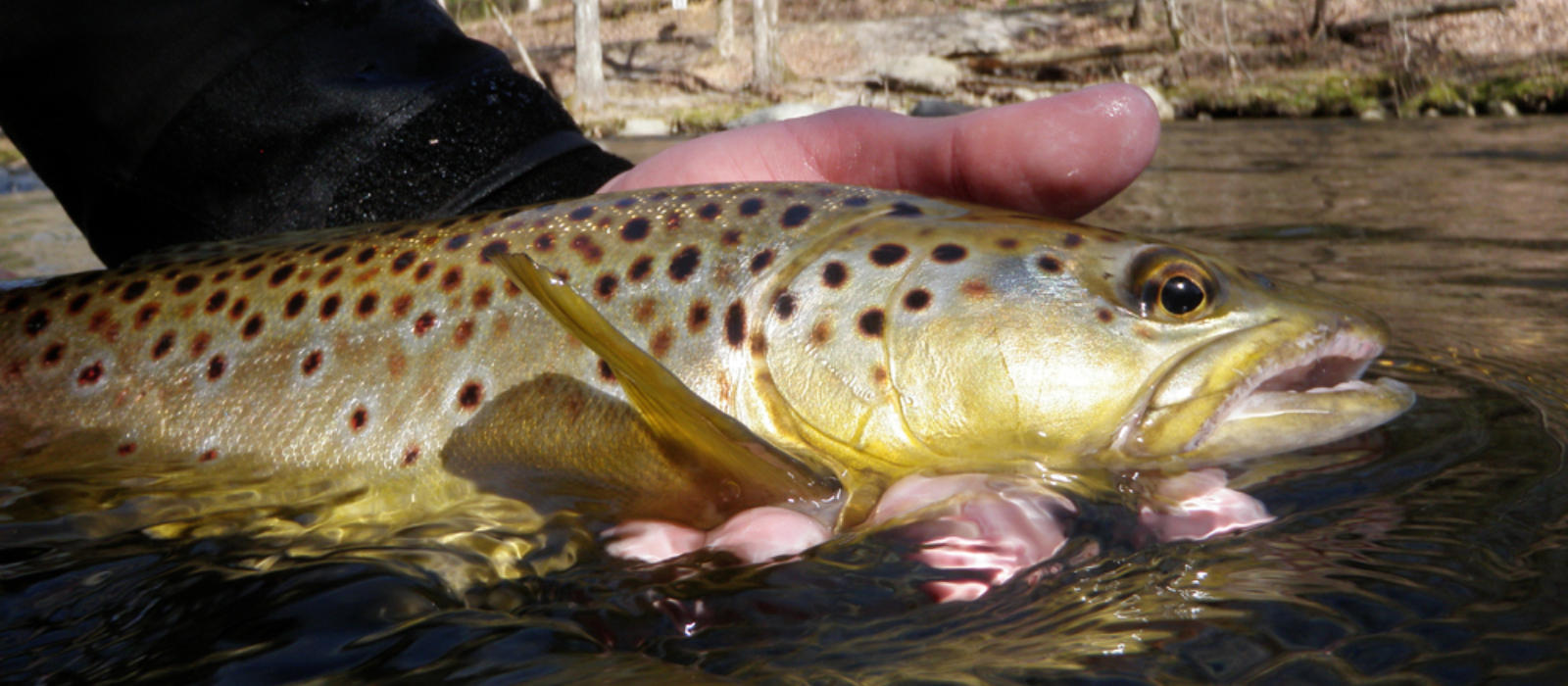 Of Early Spring and Dry Flies