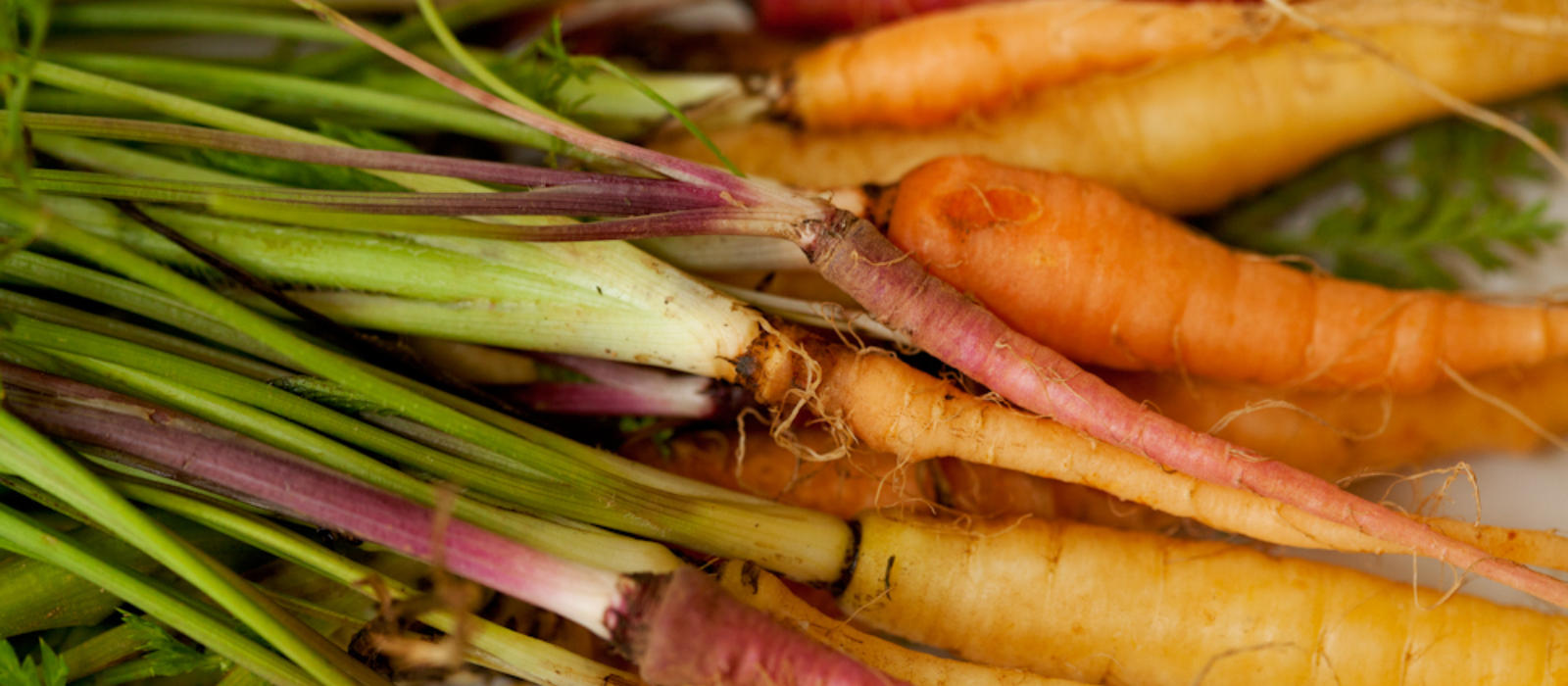 Carrots Then and Now