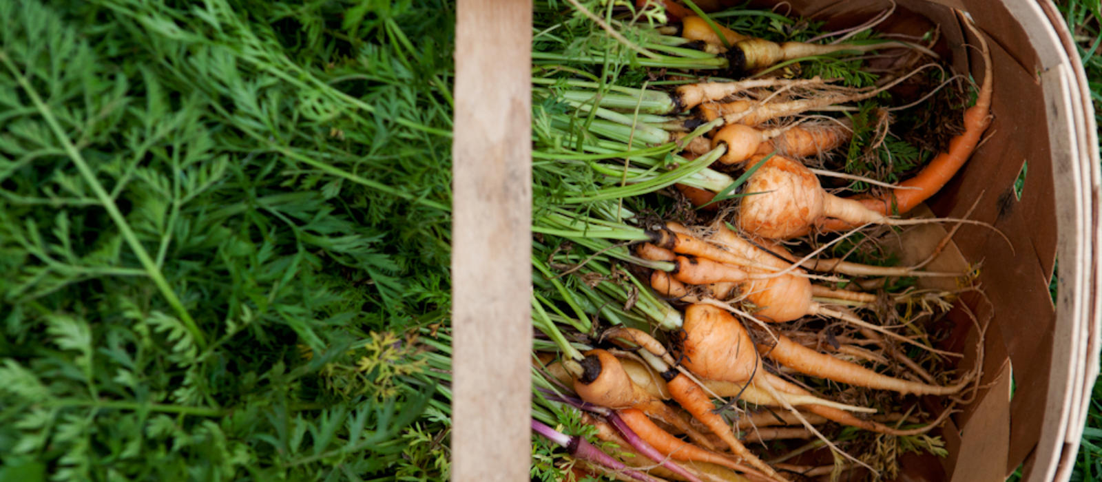 What is coming up in the garden