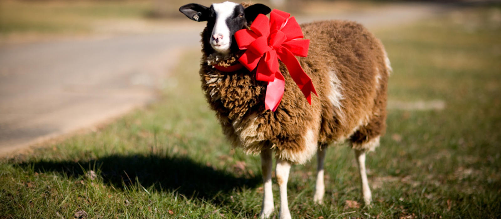 12 Ways to Give this Season