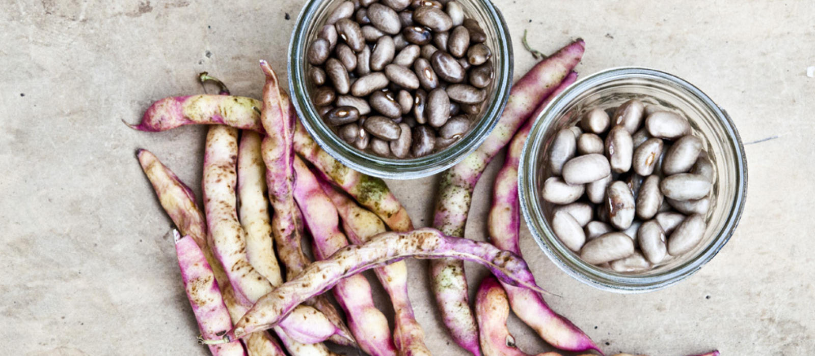 The Coffee Cornfield Bean