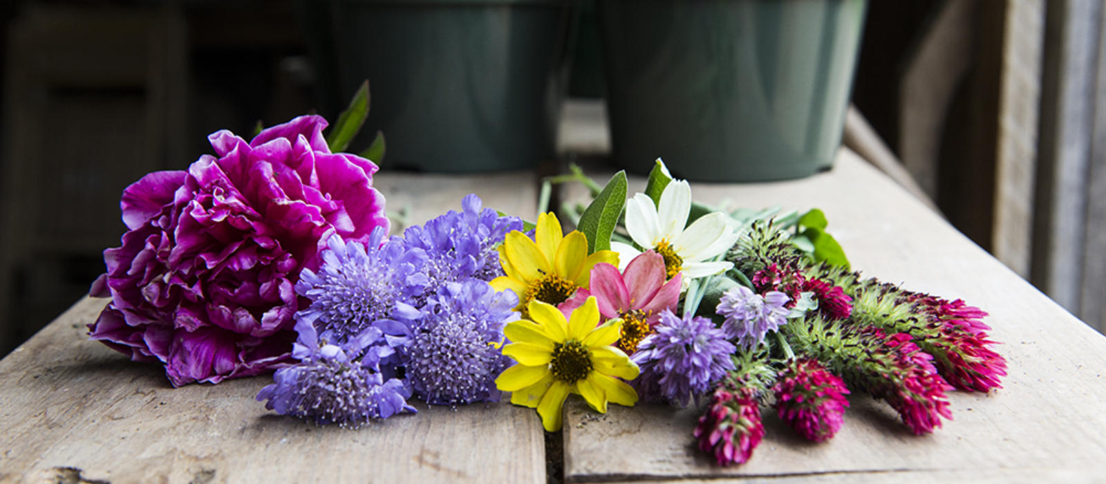 Flowers from the Farm