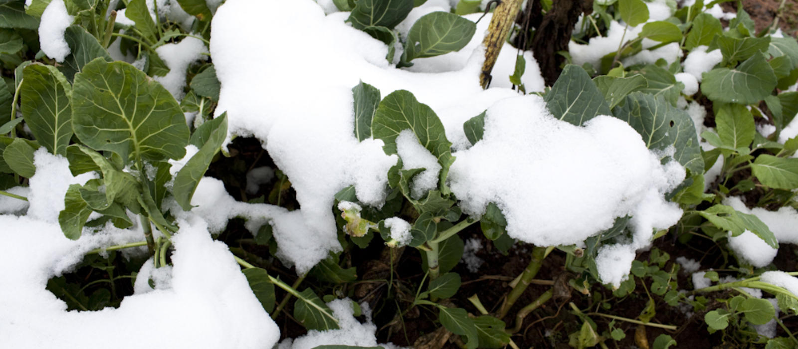 Winter Onions and Garlic