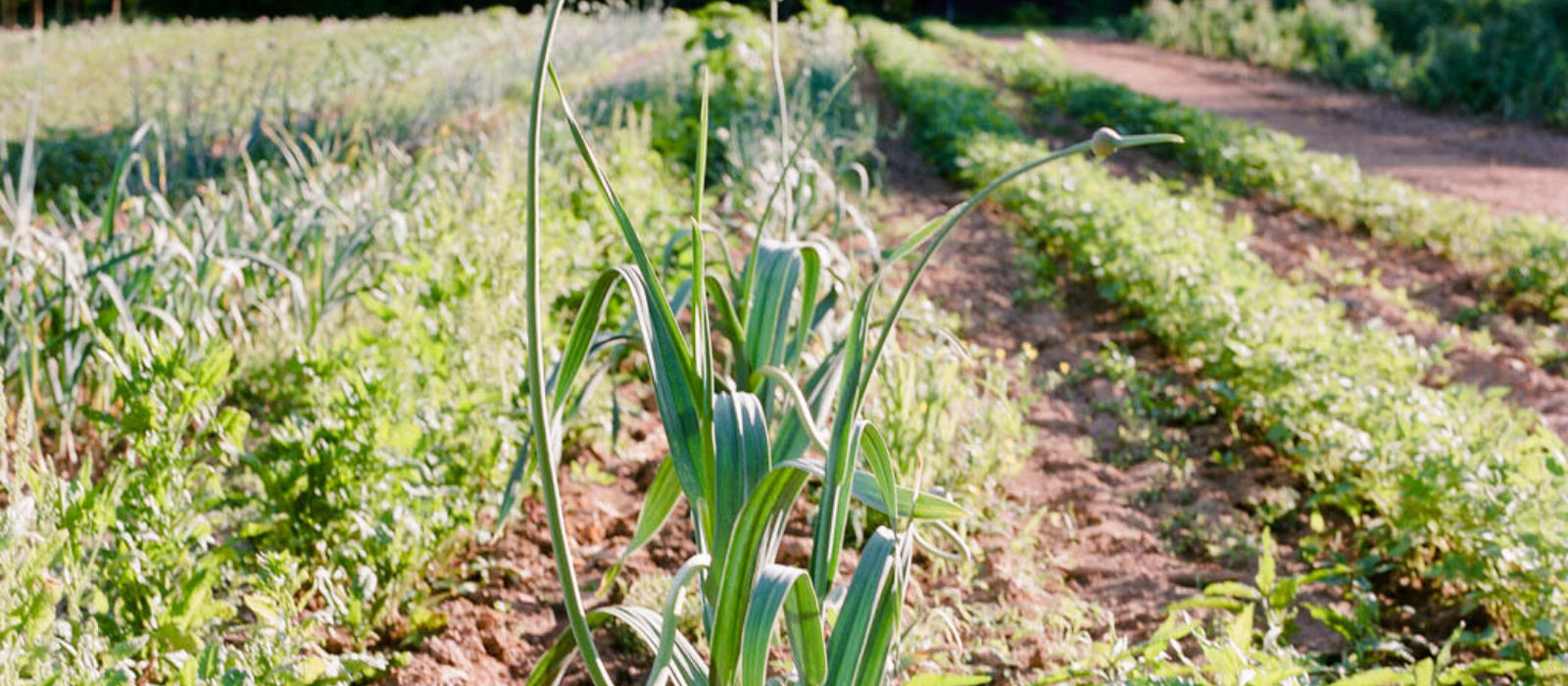 Winter Onions and Garlic