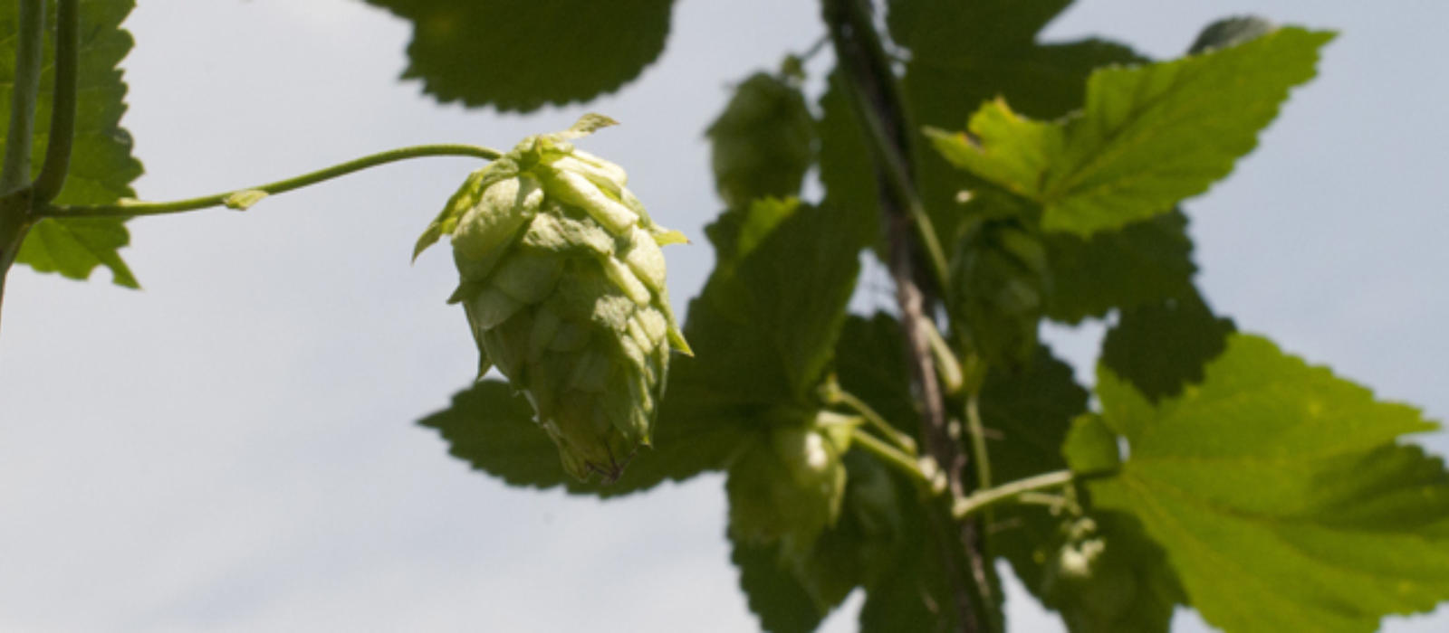 All about Hops