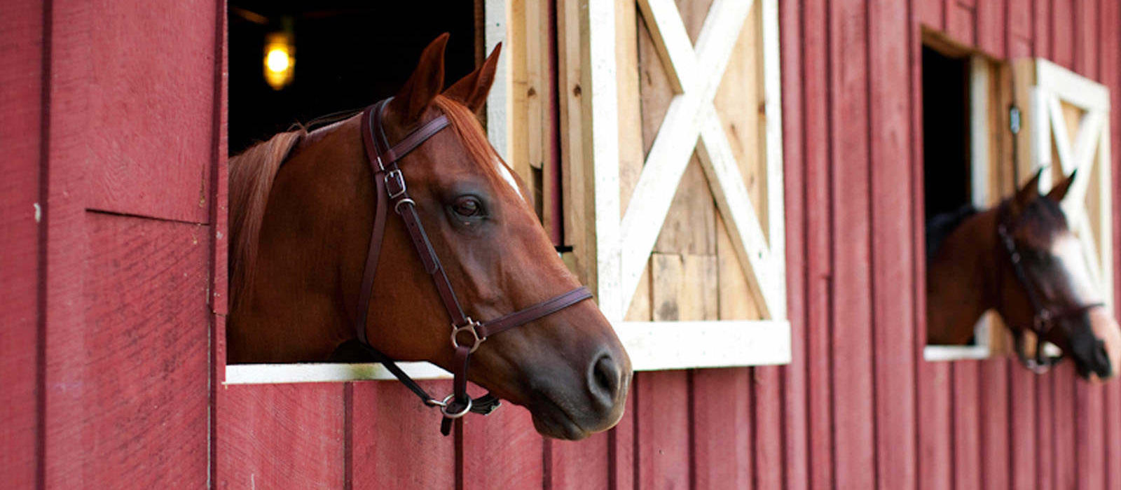 Welcome Change for Horses on the Farm—Let’s Explore