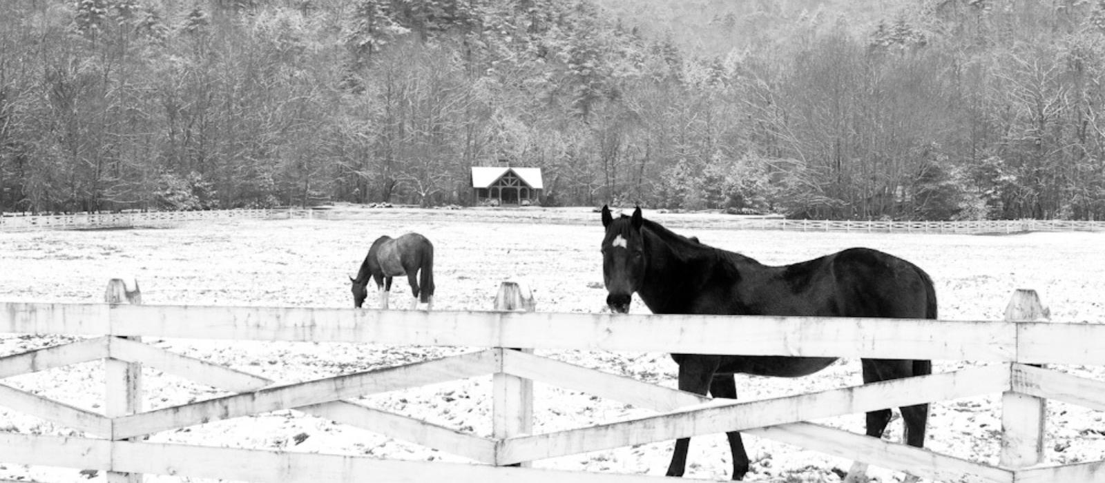 Fuzzy Horses, Clear Days, Hot Chocolate