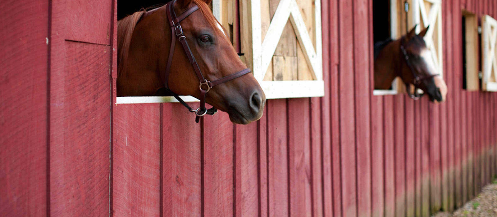 Classic Horse Names 2024   Horsenames 