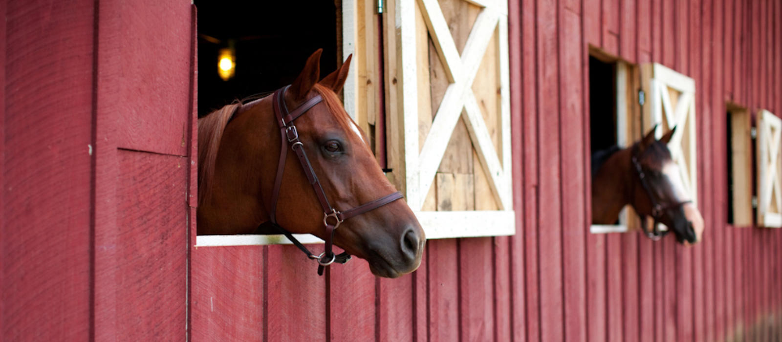Equines and Summer Memories