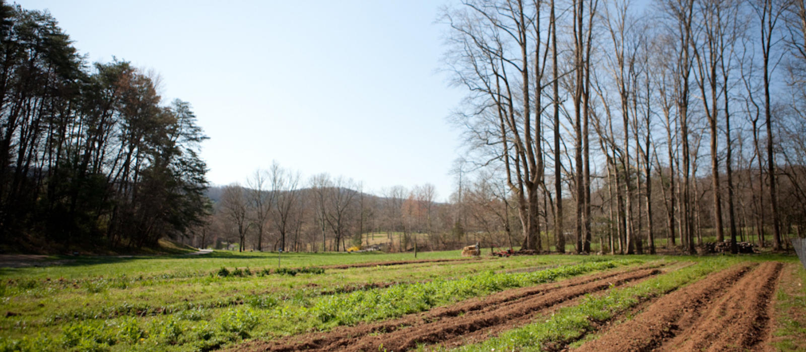 The Greening of Spring