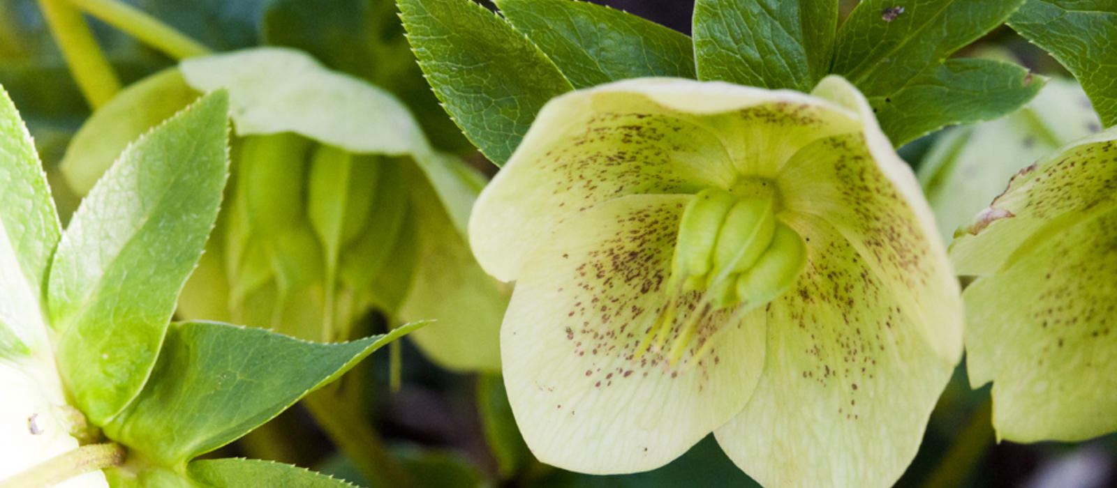 The First Sign of Spring