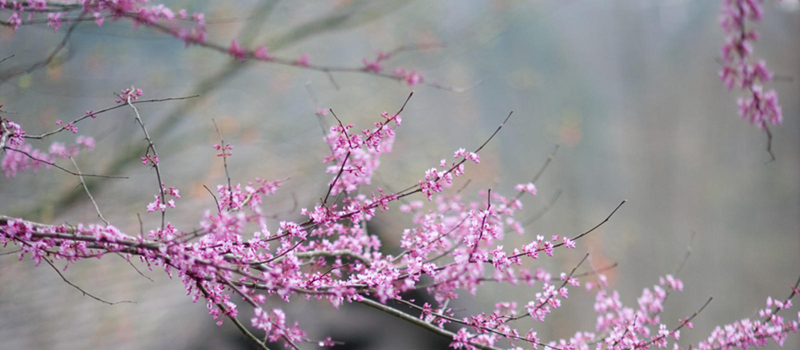 Spring Newsletter - The Hope of Spring