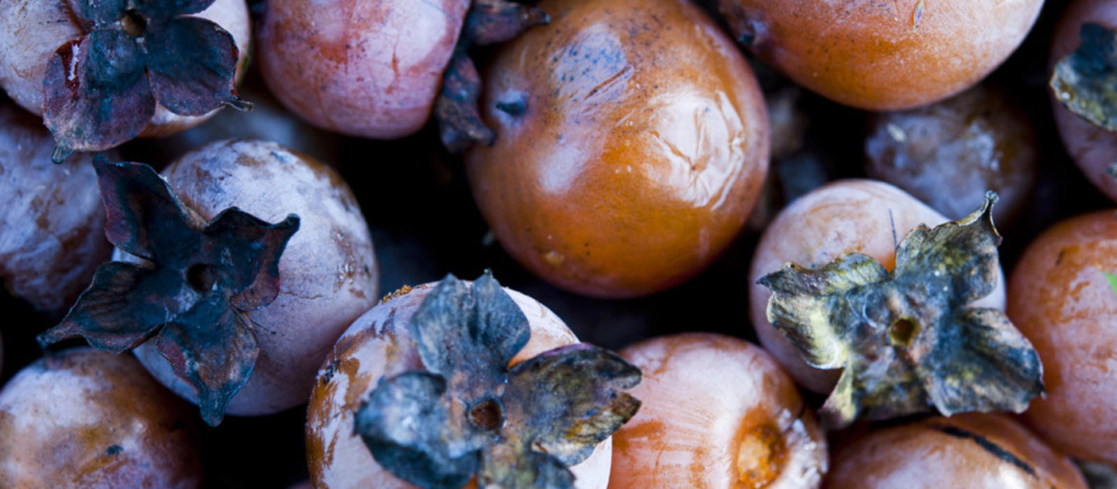 The Pudding Tree Blackberry Magazine