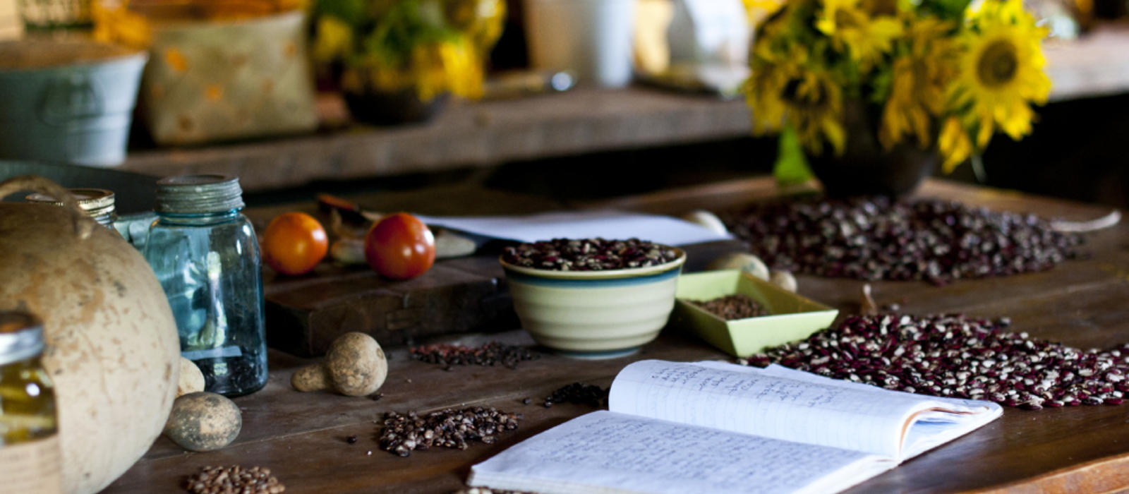 Bean Notes From the Cades Cove Garden