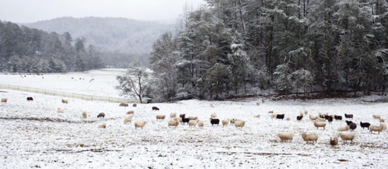 Explore Blackberry Farm