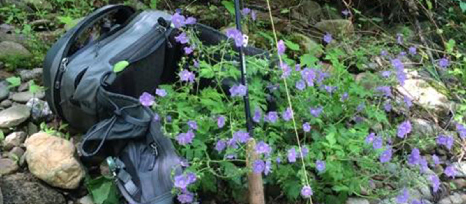 Blooming Beauty and Bugs