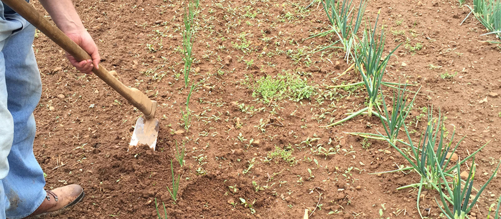 This is the Year to Start a Garden - Part 4 Weeding