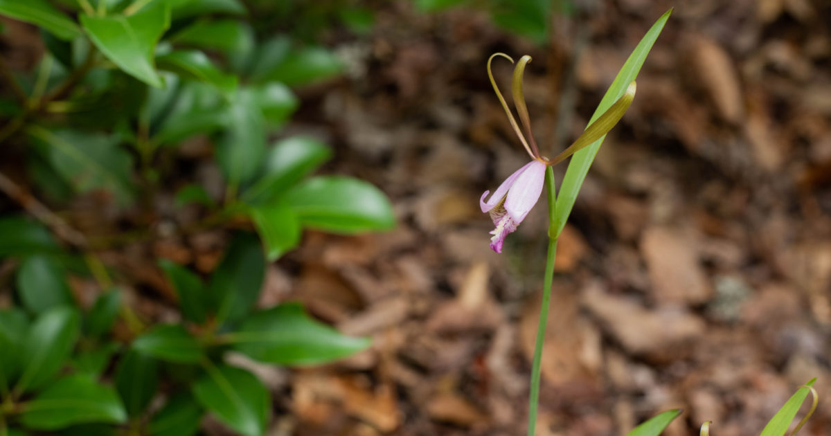 rosebud-orchid-blackberry-magazine