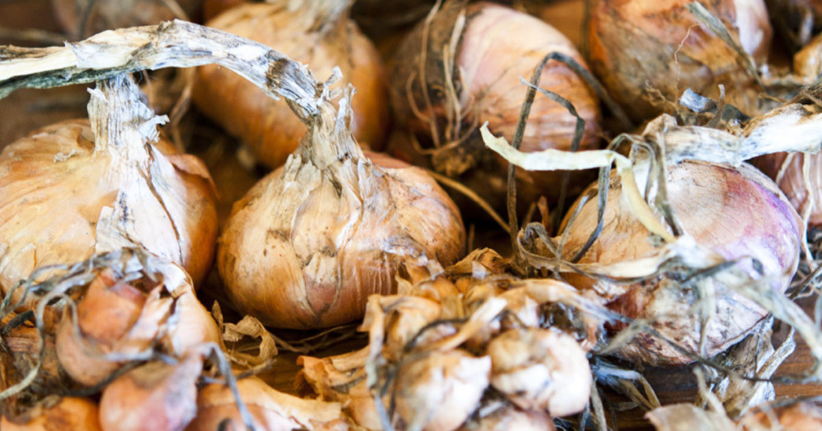 Potato Onions Blackberry Magazine