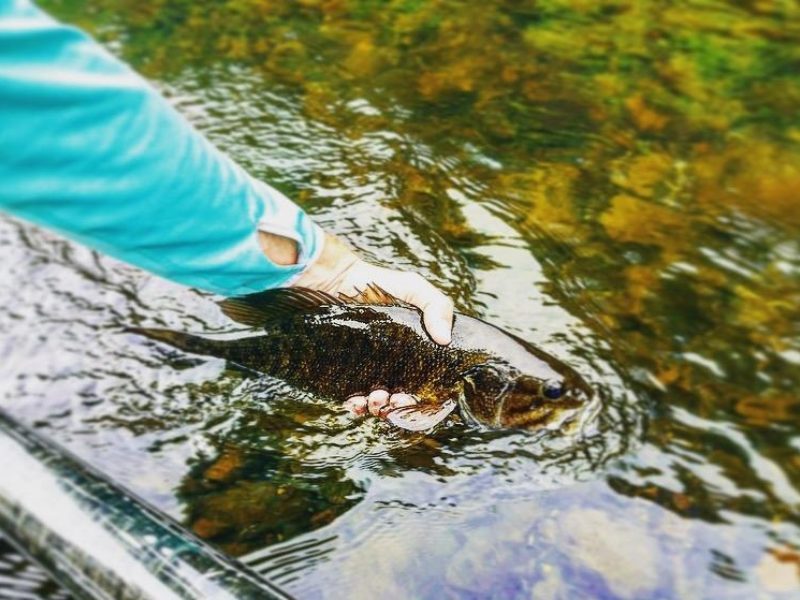 Summer in the Mountains