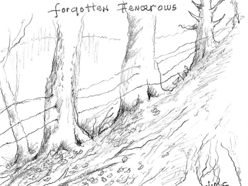 Forgotten Fencerows
