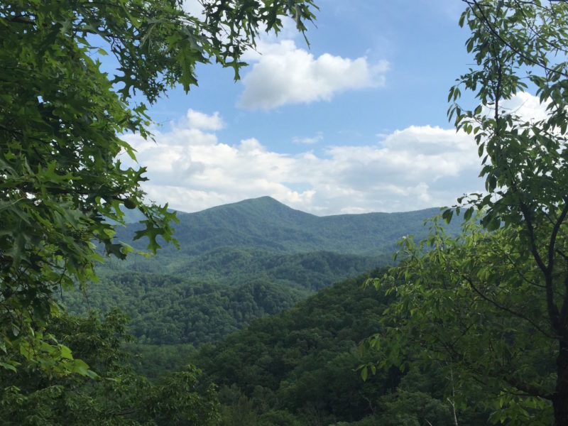Gregory’s Bald Hike in Full Bloom!
