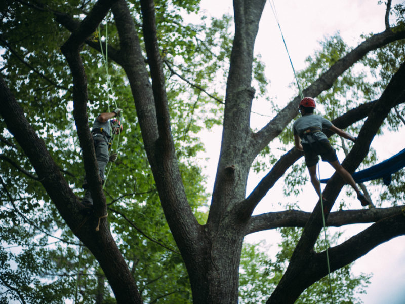 Tree Climbing on the Farm